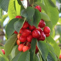 Sauerkirsche 'Morellenfeuer' / 'Kelleriis 16' - Prunus 'Morellenfeuer' / 'Kelleriis 16'