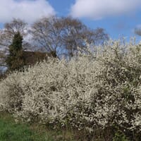 Schlehe / Schwarzdorn - Prunus spinosa