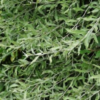 Schmalblättrige Ölweide - Elaeagnus angustifolia