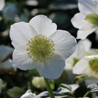 Schwarze Christrose - Helleborus niger