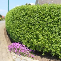 Schwarzgrüner Liguster 'Atrovirens' - Ligustrum vulgare 'Atrovirens'