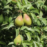 Sommerbirne 'Gute Luise' (mittel) - Pyrus communis 'Gute Luise'
