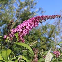 Sommerflieder / Schmetterlingsstrauch 'Pink Delight' - Buddleja davidii 'Pink Delight'