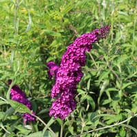 Sommerflieder / Schmetterlingsstrauch 'Royal Red' - Buddleja davidii 'Royal Red'