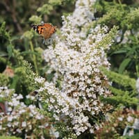 Sommerflieder / Schmetterlingsstrauch 'White Profusion' - Buddleja davidii 'White Profusion'