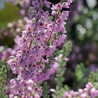 Sommerheide 'Silver Knight' - Calluna vulgaris 'Silver Knight'