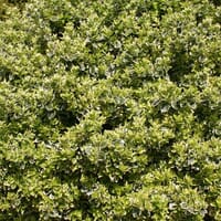 Spindelstrauch / Kriechspindel 'Emerald'n Gaiety' - Euonymus fortunei 'Emerald'n Gaiety'