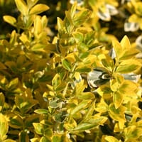 Spindelstrauch / Kriechspindel 'Emerald'n Gold' - Euonymus fortunei 'Emerald'n Gold'
