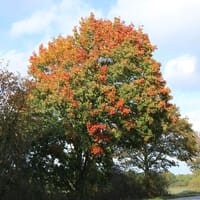 Spitzahorn - Acer platanoides