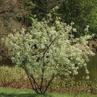 Steinweichsel / Felsenkirsche / Weichselkirsche - Prunus mahaleb