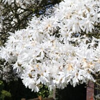 Sternmagnolie - Magnolia stellata