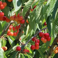 Süßkirsche 'Büttners Rote Knorpelkirsche' - Prunus 'Büttners Rote Knorpelkirsche'