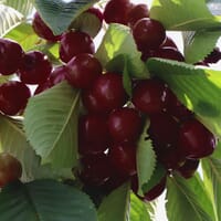 Süßkirsche 'Kordia' - Prunus 'Kordia'