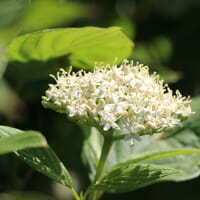 Tatarischer Hartriegel / Weißer Hartriegel - Cornus alba