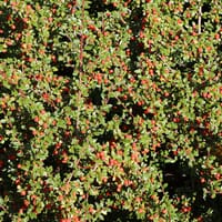 Teppichmispel / Kriechmispel 'Radicans' - Cotoneaster dammeri 'Radicans'