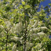 Traubenkirsche (frühe) - Prunus padus