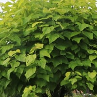 Trompetenbaum - Catalpa bignonioides