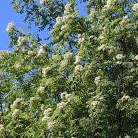 Vogelbeere / Eberesche - Sorbus aucuparia