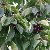 Vogelkirsche / Süßkirsche - Prunus avium