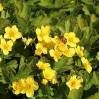 Waldsteinie / Dreiblatt Golderdbeere - Waldsteinia ternata