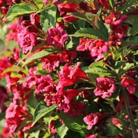 Weigelie 'Bristol Ruby' - Weigela 'Bristol Ruby'