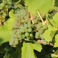 Weintraube 'Bianca' - Vitis 'Bianca'