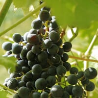 Weintraube 'Muscat Bleu' - Vitis 'Muscat Bleu'