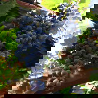 Weintraube 'Regent' - Vitis 'Regent'