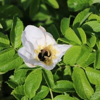 Weiße Apfelrose 'Alba' /- Kartoffelrose /- Hagebutte - Rosa rugosa 'Alba'