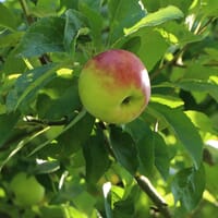 Wildapfel / Holzapfel / Gemeiner Apfel - Malus sylvestris