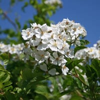 Wildrose Vielblütige Rose / Büschelrose - Rosa multiflora