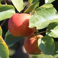 Winterapfel 'Roter Boskoop' - Malus 'Roter Boskoop'