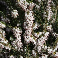 Winterblühende Heide 'White Perfection' / 'Isabell' - Erica x darleyensis 'White Perfection' / 'Isabell'