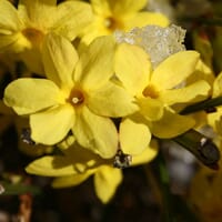 Winterjasmin - Jasminum nudiflorum
