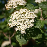 Wolliger Schneeball - Viburnum lantana
