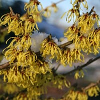 Zaubernuss 'Arnold Promise' - Hamamelis intermedia 'Arnold Promise'