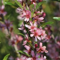 Zwergmandel 'Fire Hill' - Prunus tenella 'Fire Hill'