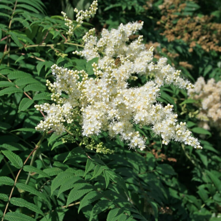 Fiederspiere - Sorbaria sorbifolia - Pflanzenschleuder