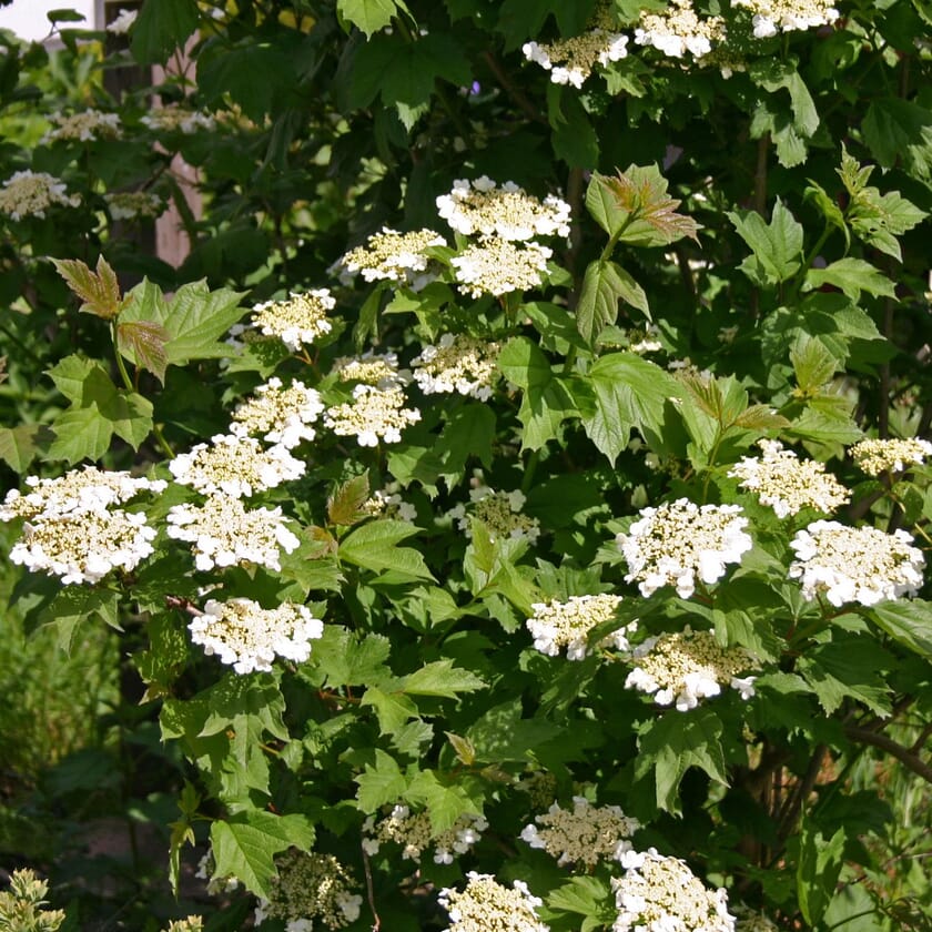 Gemeiner Schneeball Viburnum opulus Pflanzenschleuder