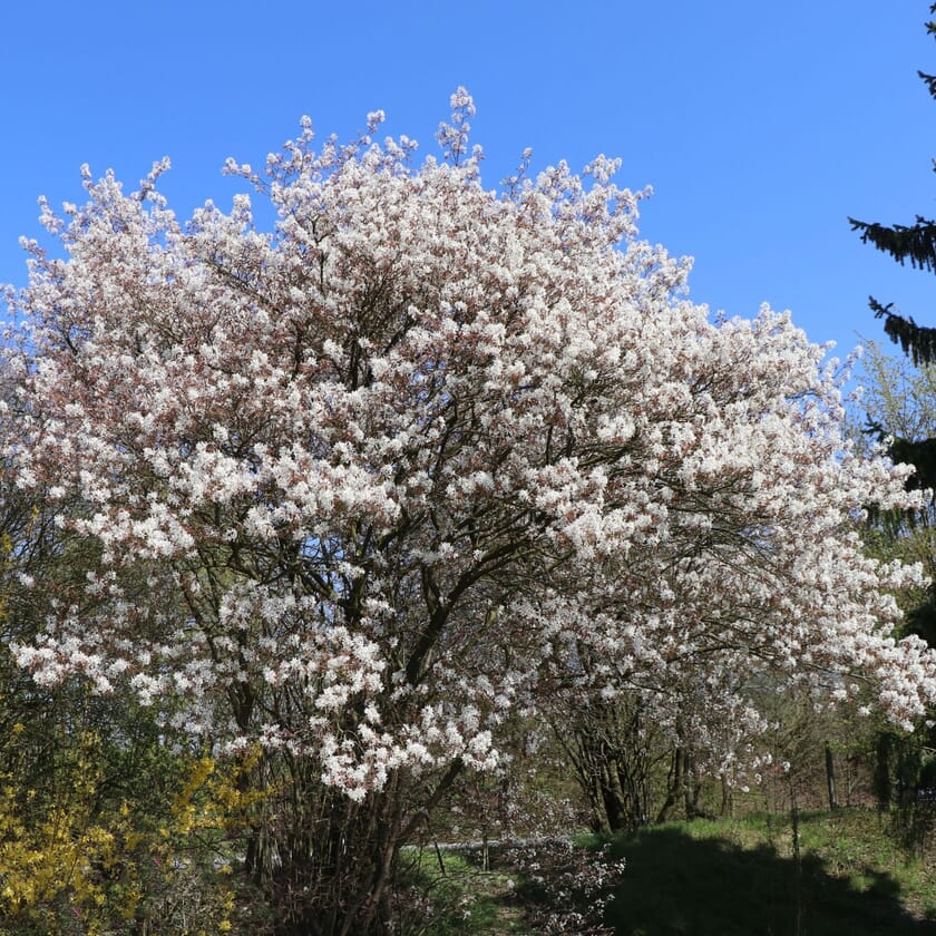 KupferFelsenbirne Amelanchier lamarckii Pflanzenschleuder