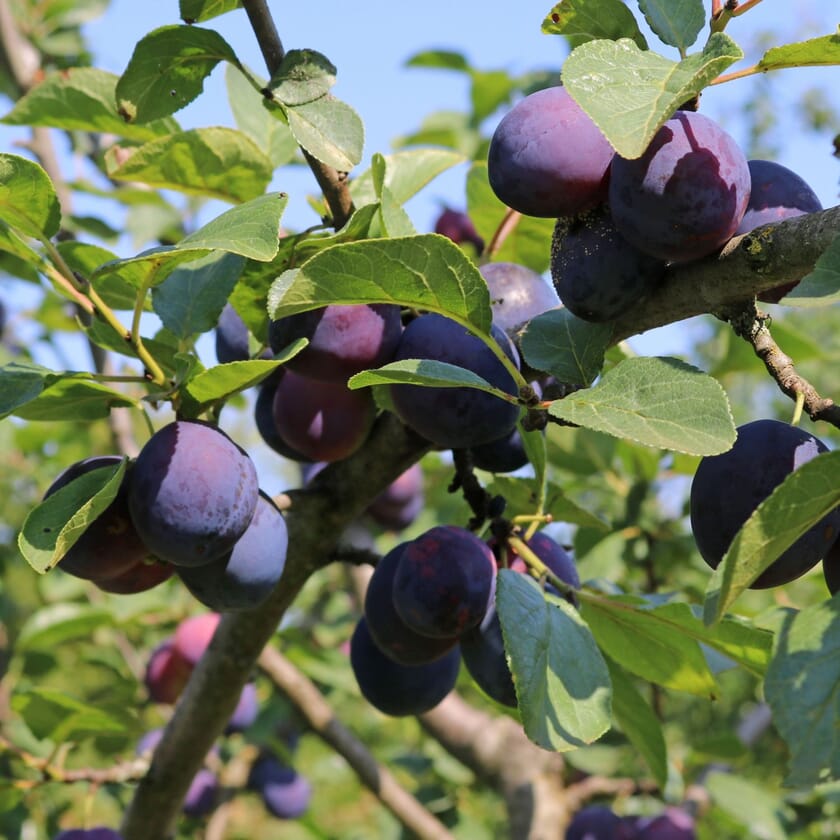 Pflaume 'The Czar' Prunus 'The Czar' Pflanzenschleuder